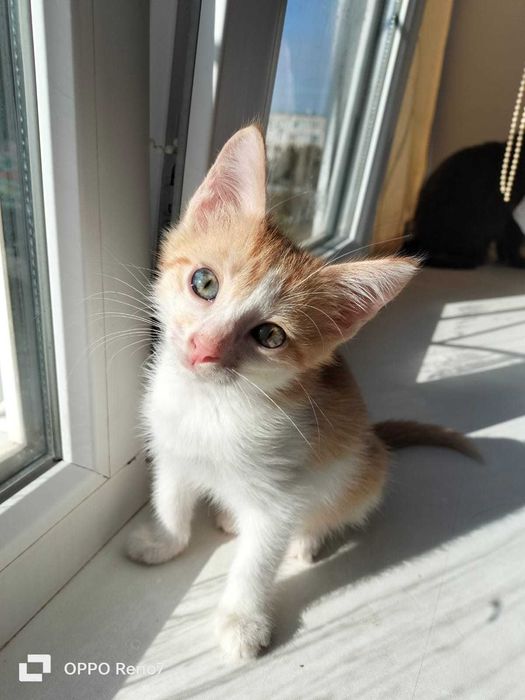 Отдам котят в хорошие руки