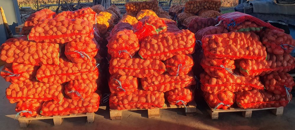 Cartofi consum Esmee, ambalat astazi 12 noiembrie