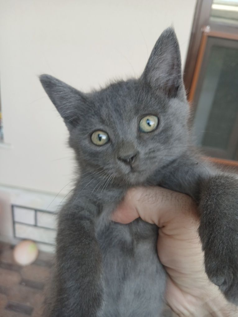 Котенок скотиш страйт мальчик