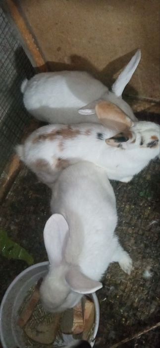 Quyonlar sotiladi koʻpi erkak 150 dan kelishamiz 5ta xar xil rang