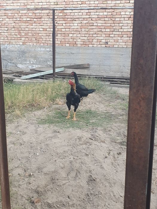 Дакан қораз сатылады