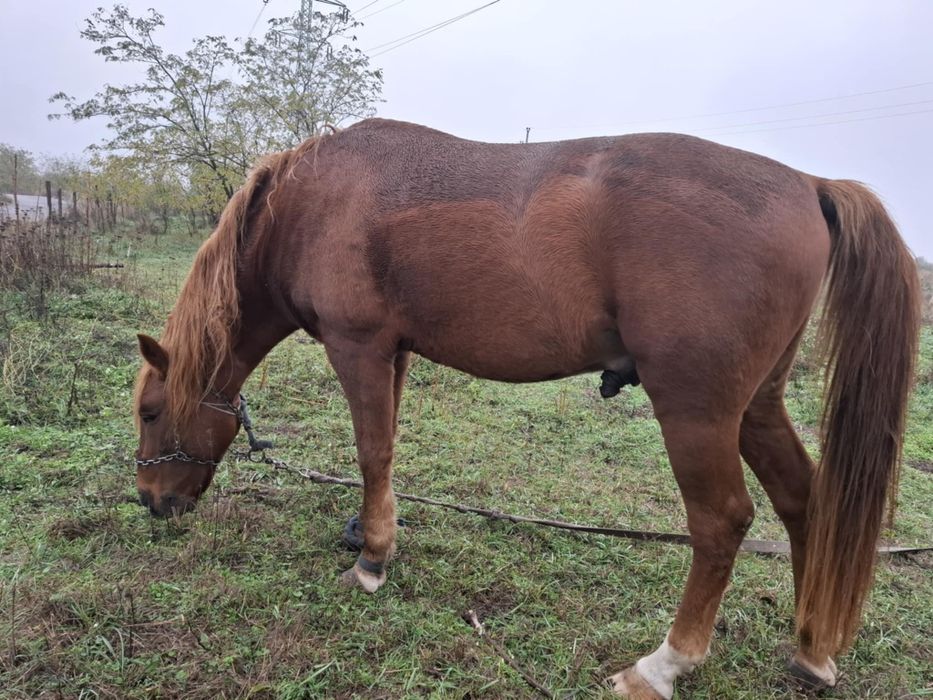 Vând cal trage foarte bine