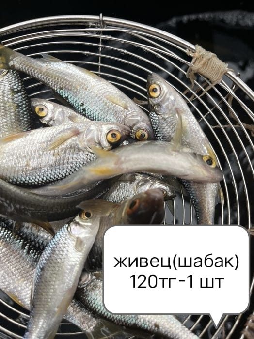 Продам живцов по 120тг