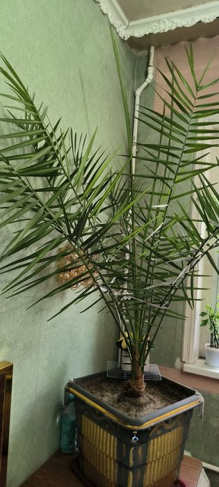 Пальмы взрослые и молодые