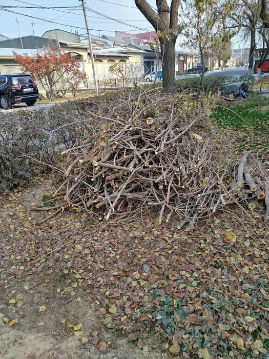 Ŏtinlar tekinga beriladi, tut daraxti