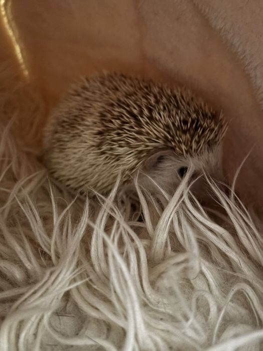 Декоративно таралежче