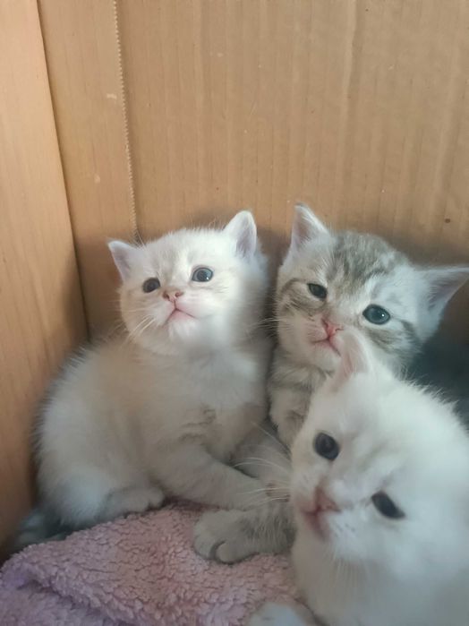 Puiuț British shorthair