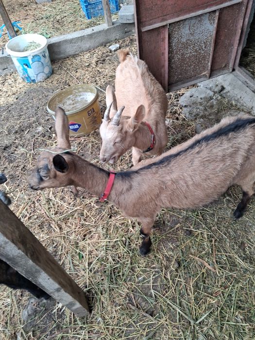 Vand 3 iede surori din capra alpina