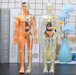 Corpul uman 3D Model Anatomic Organe și schelet Educativ copii