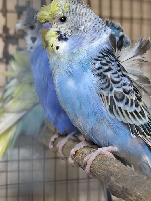 Perusi hagoromo tineret