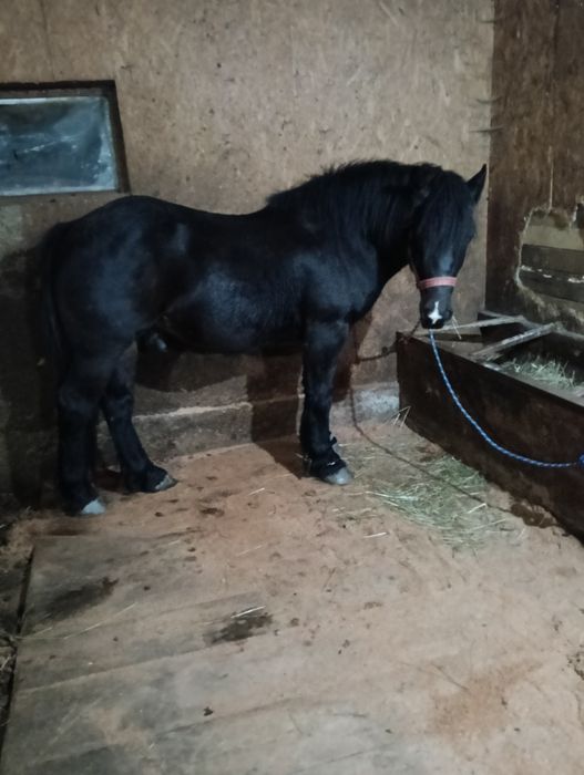 Vând doi armăsari cu vârsta de 2 și 3 ani