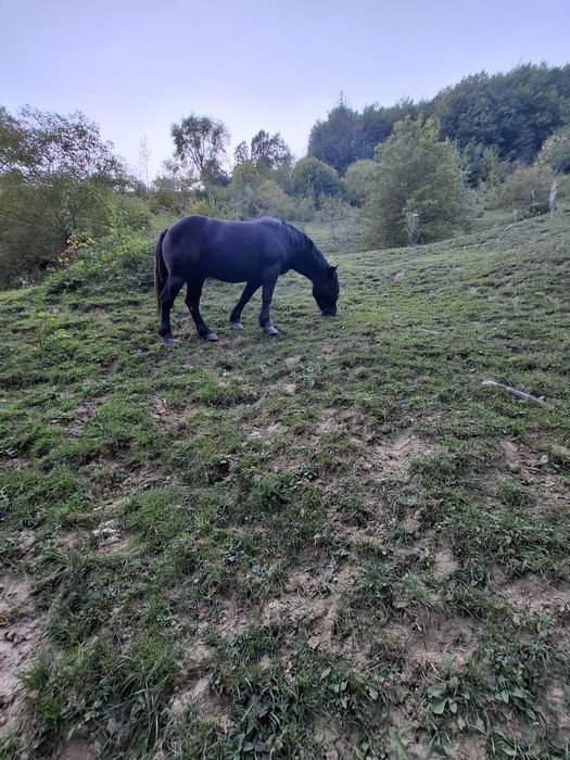 Cal de vanzare 5 ani