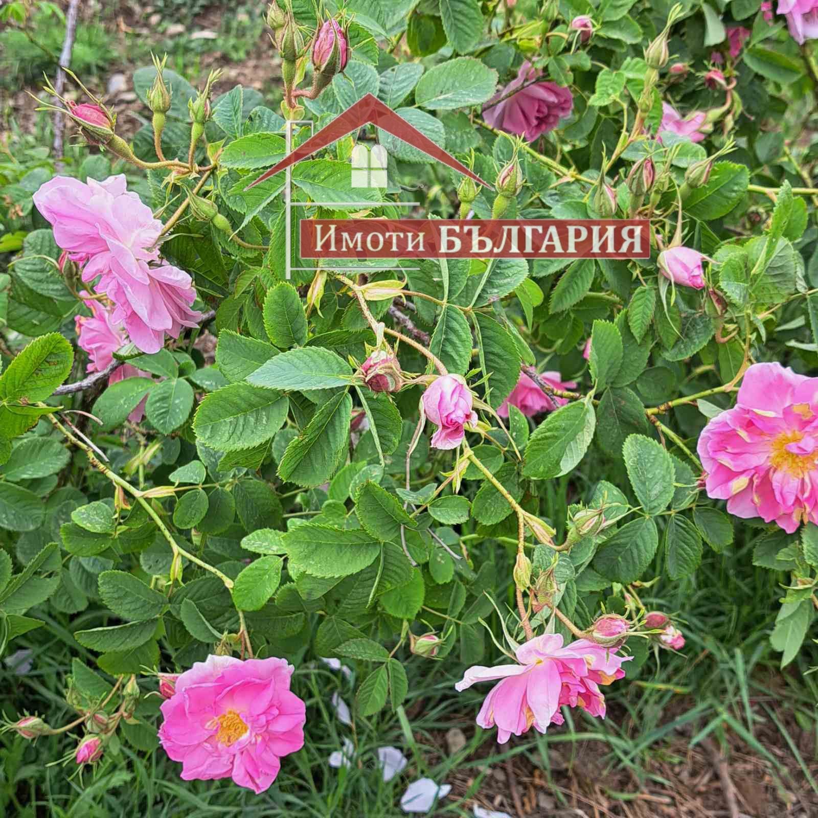 Поземлен имот с рози 5 дка в Карлово