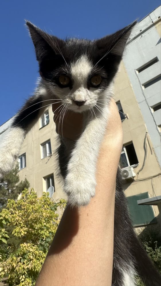 Малышарик в тёплые руки, которые любят мурчание