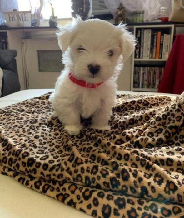 Catelusa bichon maltez toy