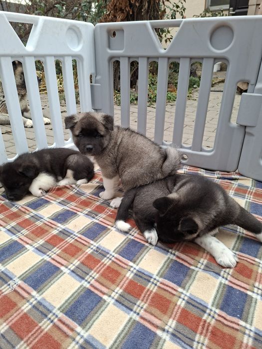 Акита американская щенки