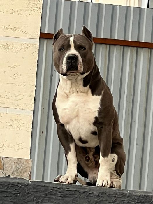 Продается щенок американского стаффордширского терьера
