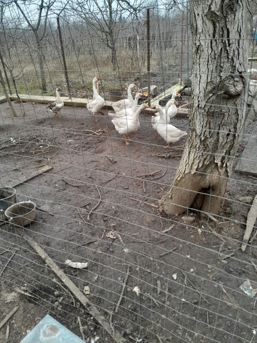 Gaste și gascani de vanzare