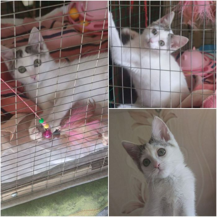 Подарите малышке семью и дом!