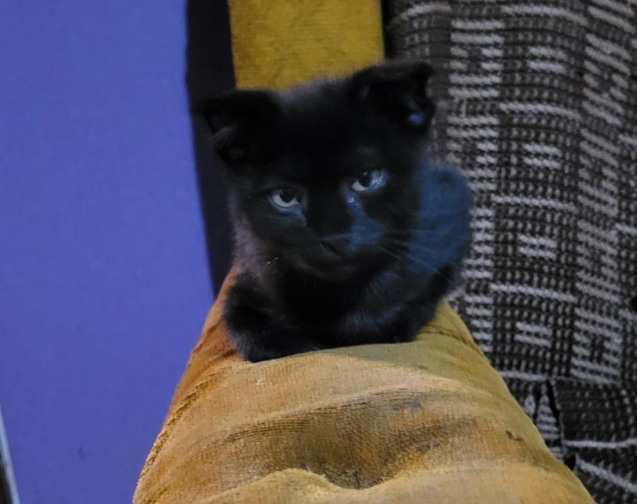 Котенок ищет дом