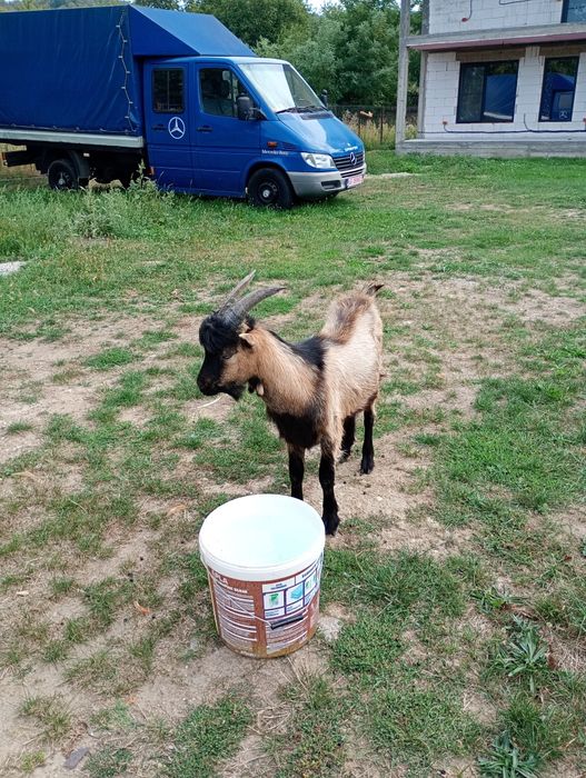 Vând țap alpin francez sau schimb cu o oaie stearpă