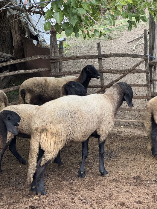 Овен Плевенски Черноглав