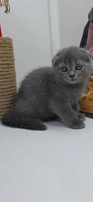 Британские и шотландские котята