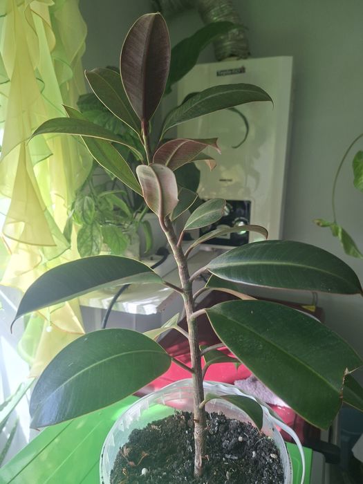Продам Фикус Каучуконосный