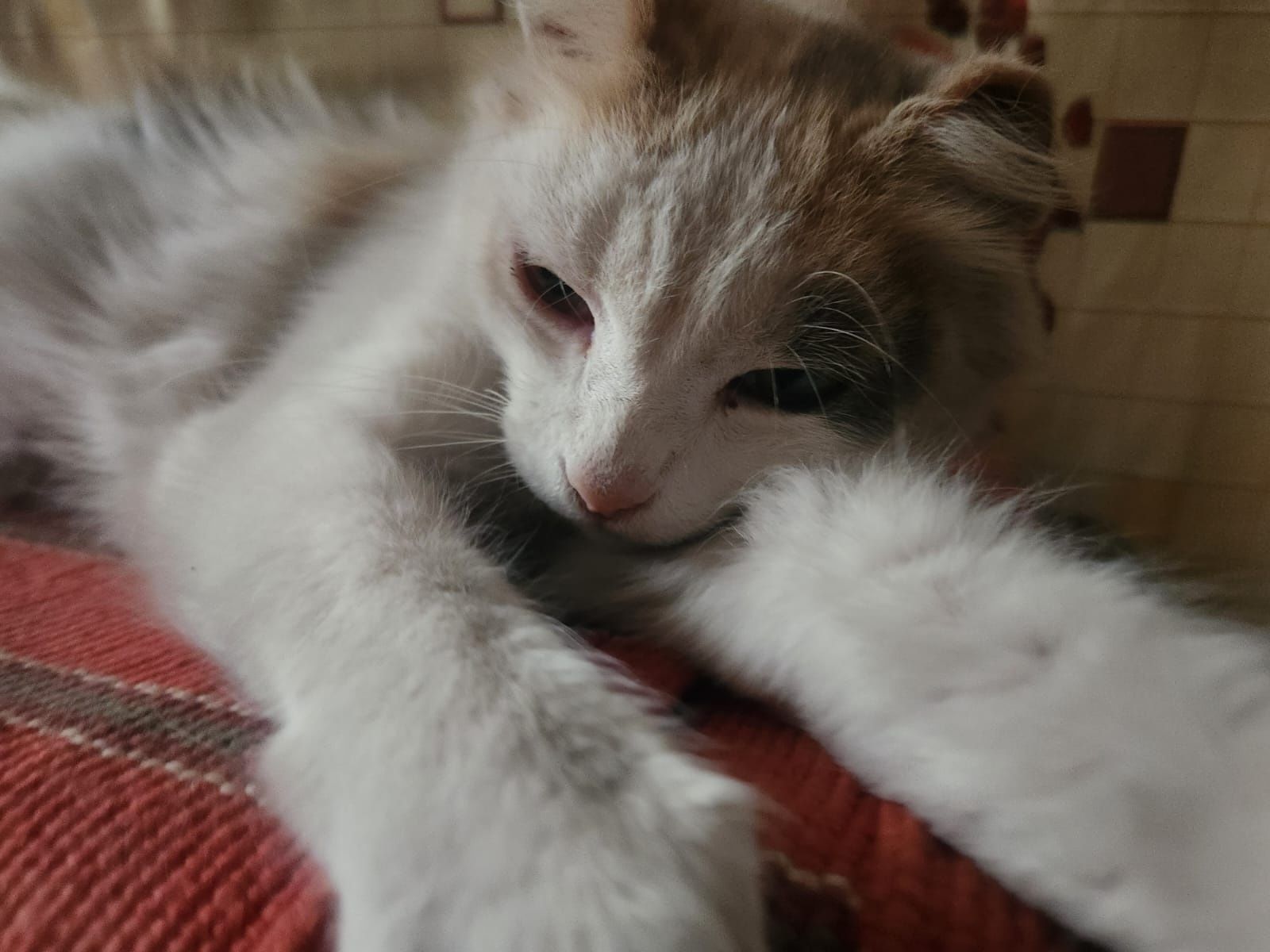 Отдам кошку 8 лет