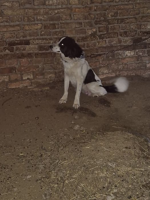 Прадавам магаре и малки кученца