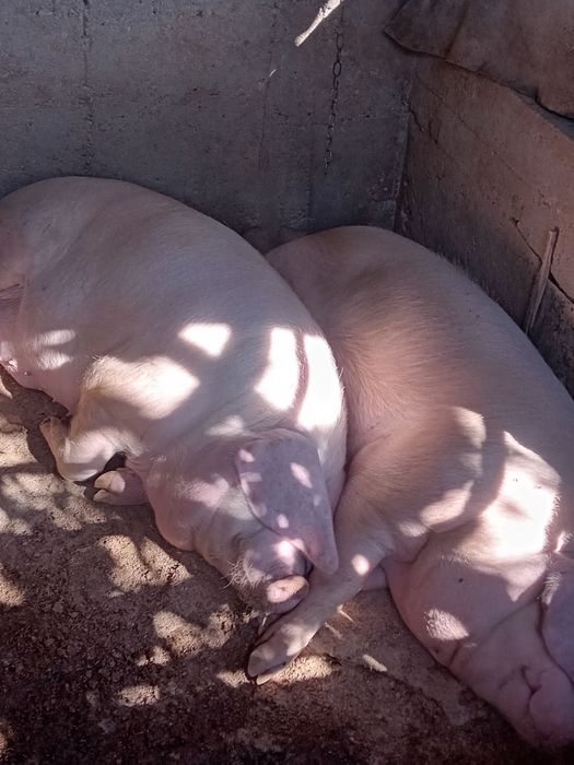 Домашно угоено прасе