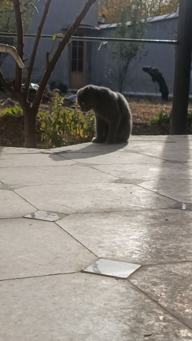 Ogil mushuk uy mushugi