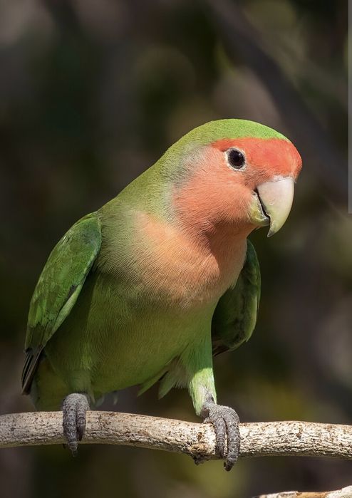 Papagal Micul Alexandru și Agapornis