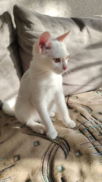 Котята подростки ищут дом  ПИСАТЬ НА ВАТСАП,ЗВОНКИ НЕ СЛЫШУ