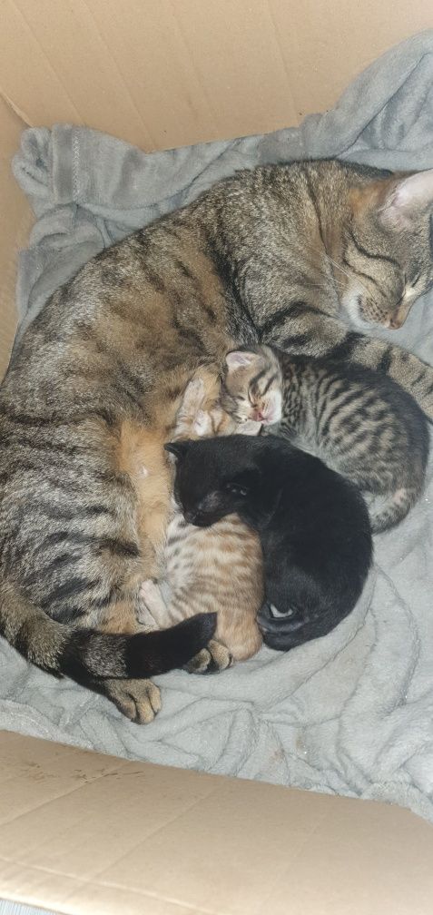 Pisicute spre adopție