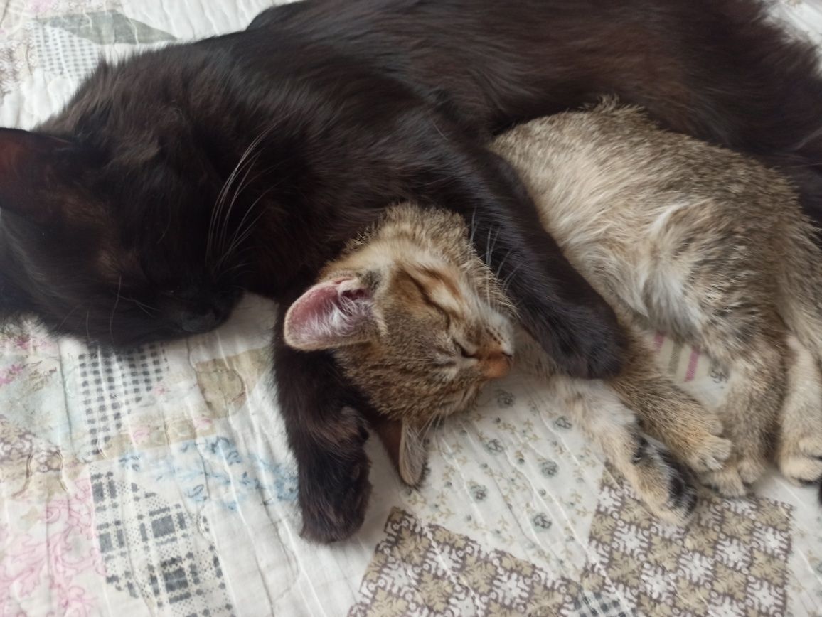 Кошка и маленький кот домашние