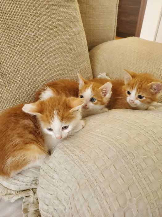 Три домашни червеникави котенца търсят дом