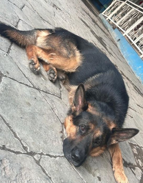 Вязка чистокровного немца