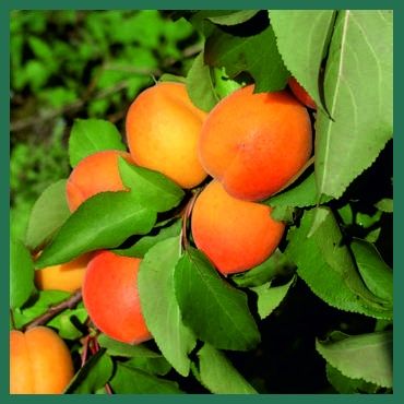 Pomi Fructiferi stravechi din glia stamoseasca soiuri de Cais