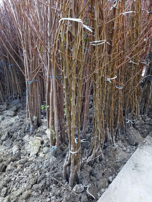 Pomi fructiferi COLUMNARI