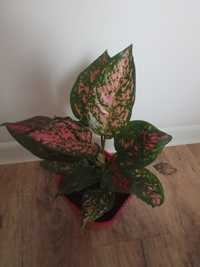 Аглаонема Aglaonema Spotted Star