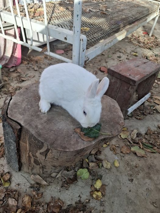 Germelin 6 oyli sames