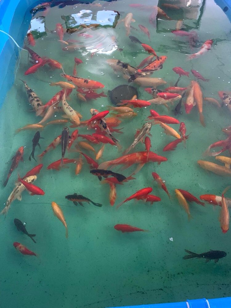 Crap Koi 15-50cm