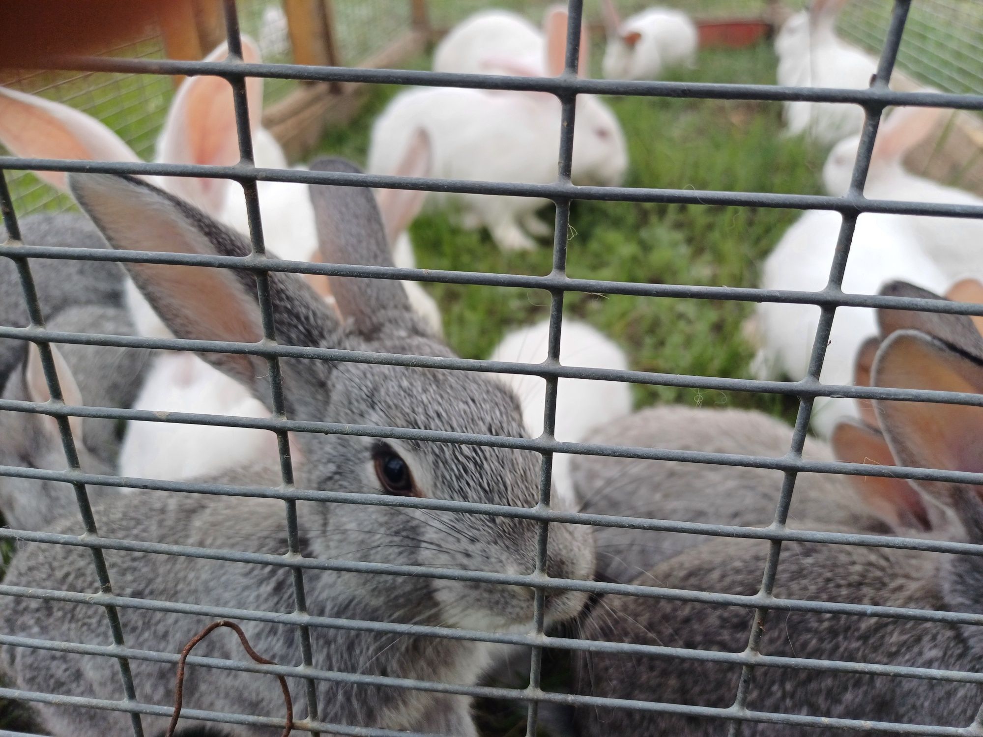 Продам кроликов разных возрастов и окраса