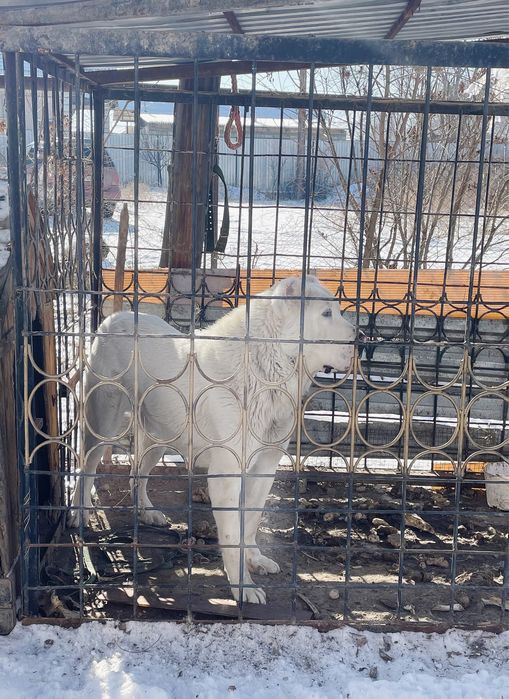 Продам или обмен Алабай на немецкую овчарку