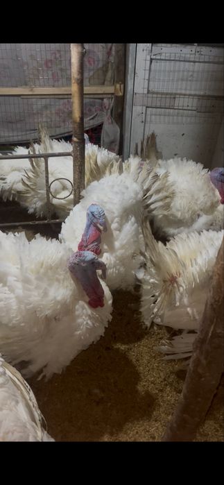 Induk (kurka) sotiladi ‼️ goshga boqilgan  1kg 50ming