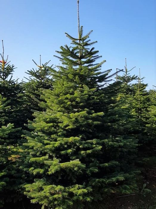 Vand brad de crăciun