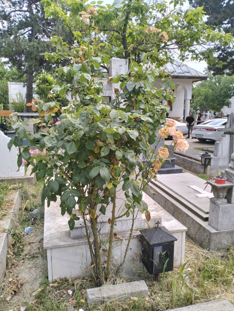 Vând loc de veci