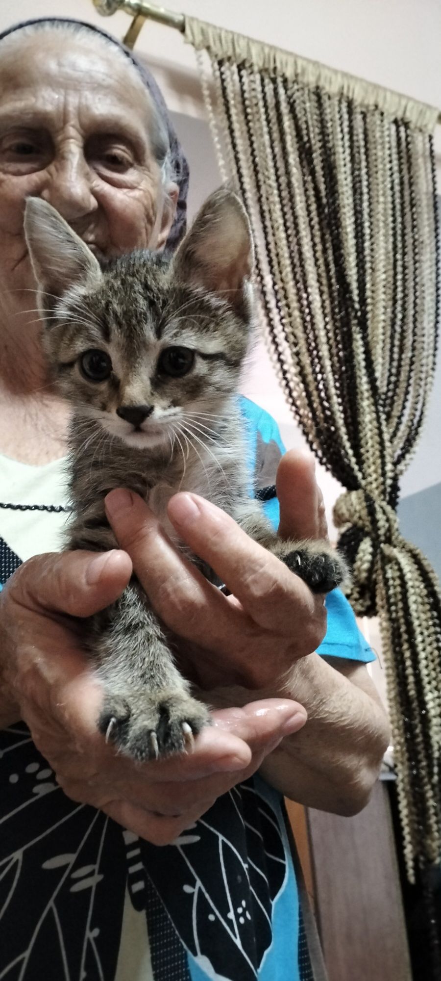 Отдам котят в хорошие руки