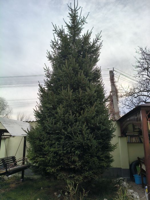 Vând brad ptr împodobit de sărbători...